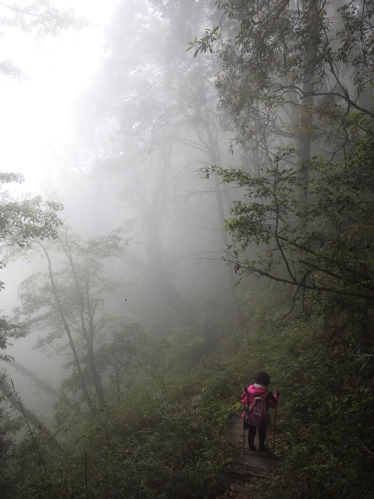 20180520 再訪八仙主峰_335595