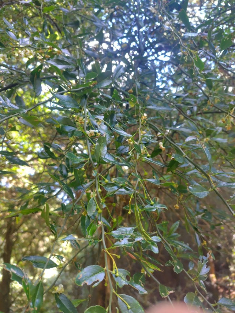 大雪山森林遊樂區 遊客中心 小神木 北三錐山 平石山西北峰_2952874