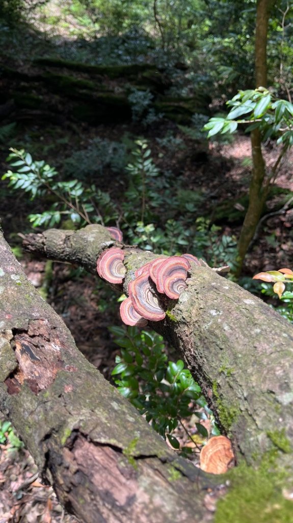 雪見大板根_2877616