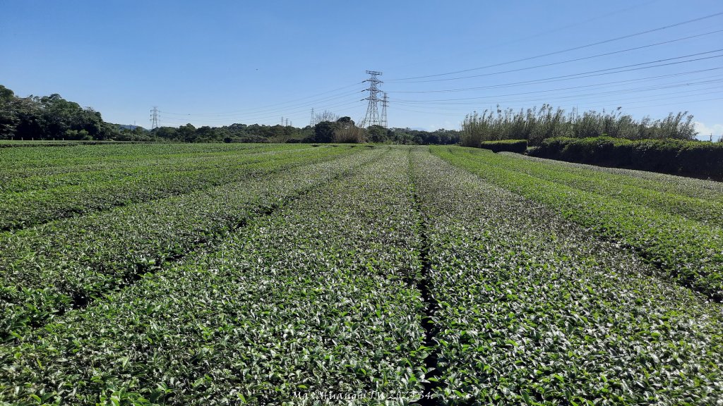 《新竹》湖口老街｜金獅古道O繞茶香及仁和步道20241206_2663731
