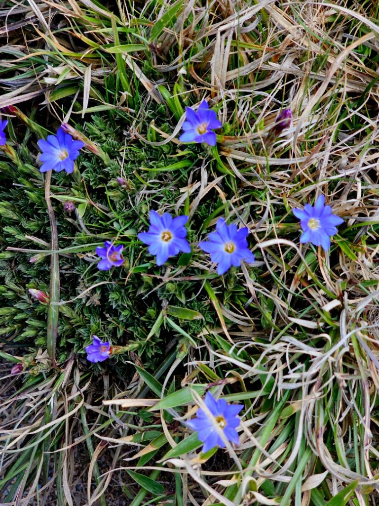 小奇萊步道-(南投)臺灣百大必訪步道_2795648