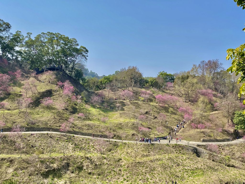 大坑、新社賞花趣  2021/2/20_1277949