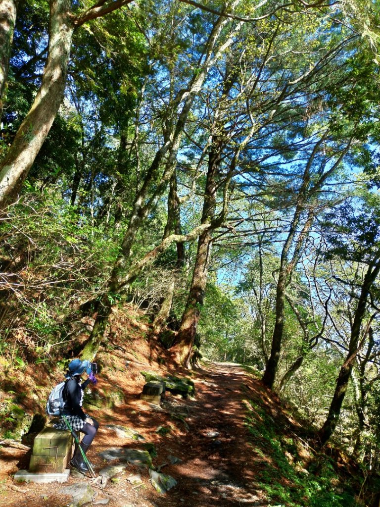 檜山巨木群步道_1662826