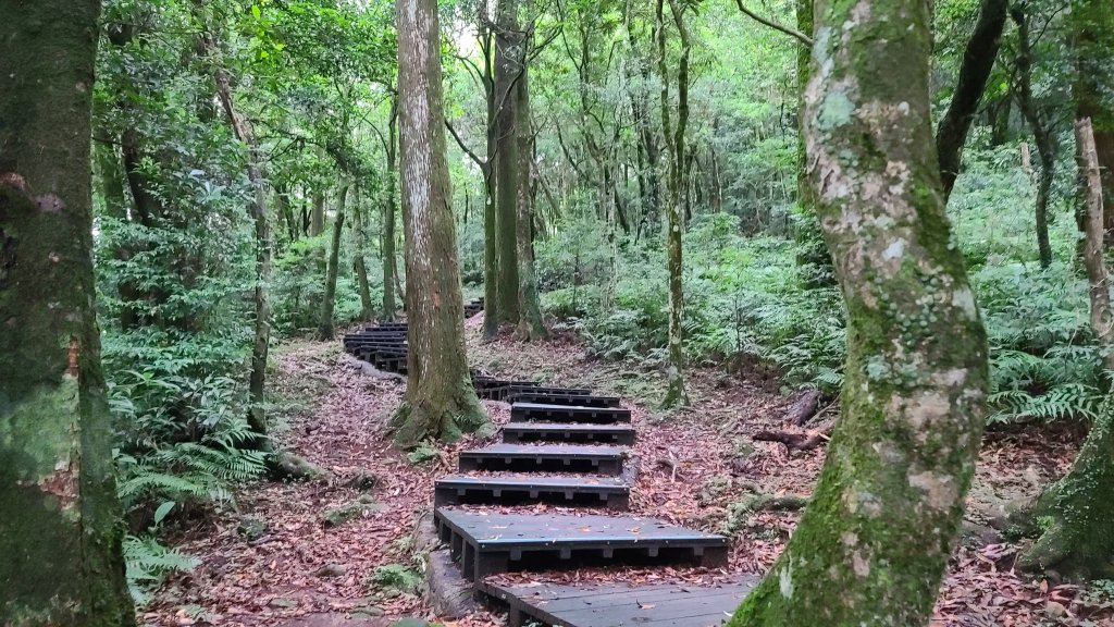 東眼山步道_1066660