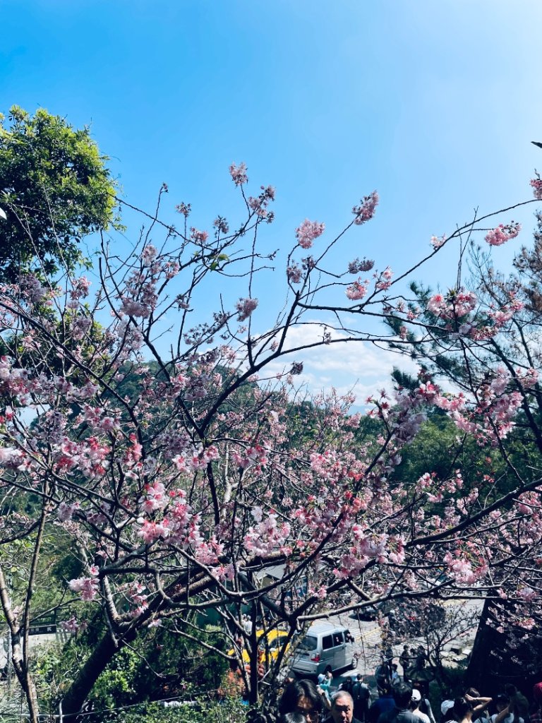 20250228 碧山巖賞櫻&鯉魚山步道_2736090