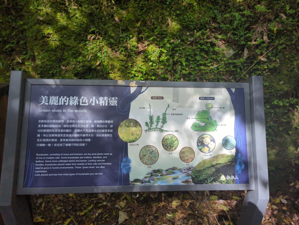 2023.04.16－拉拉山神木步道_2116004