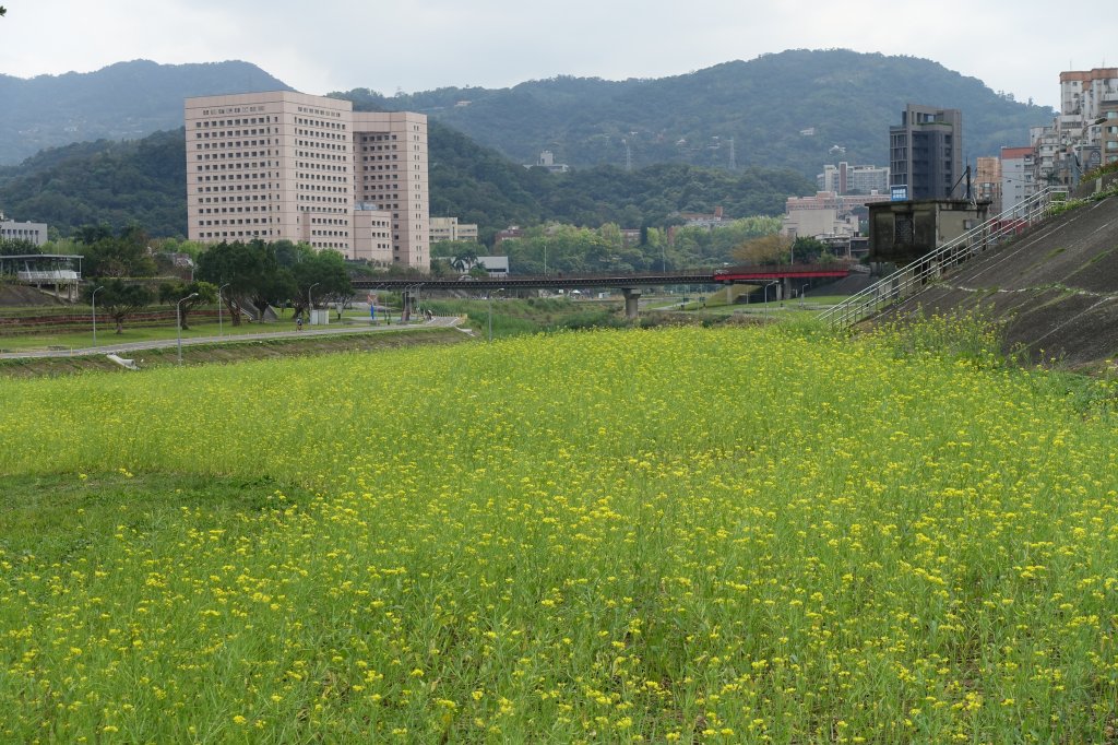 道南右岸河濱公園_855969