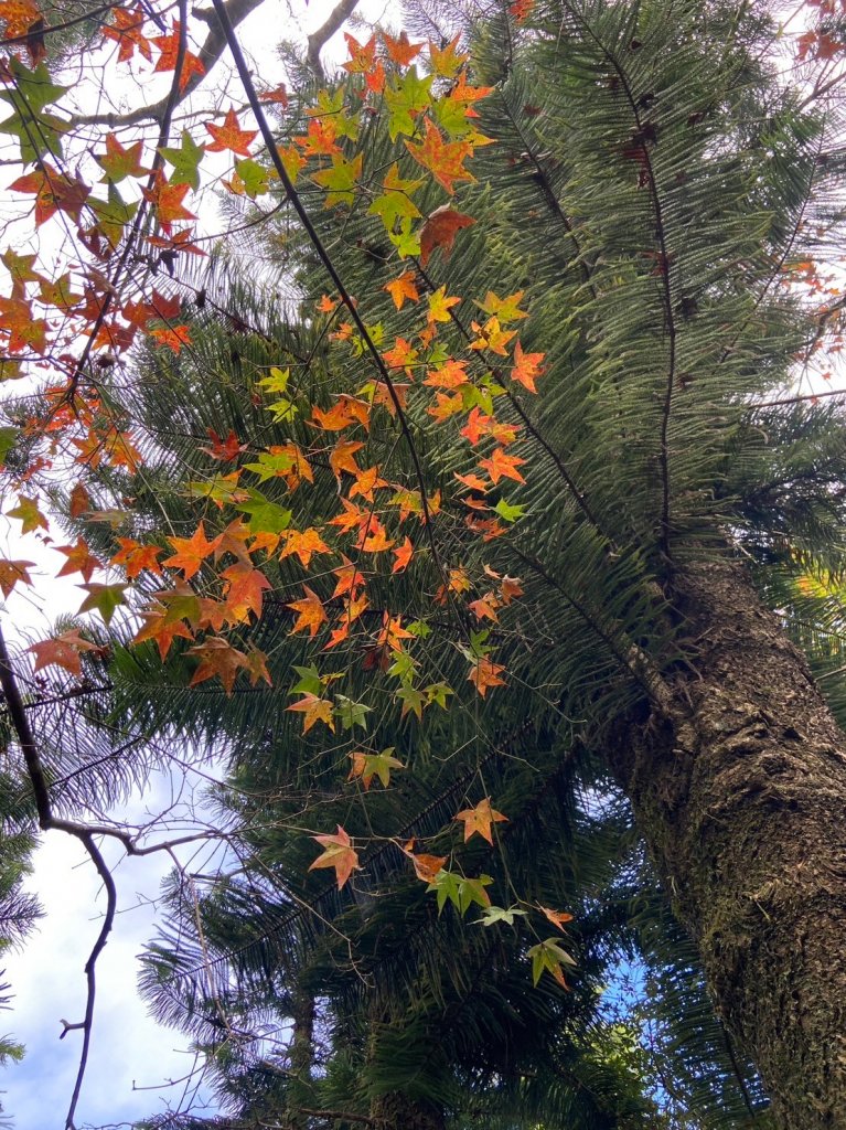 馬那邦山-珠湖登山口來回_2378422