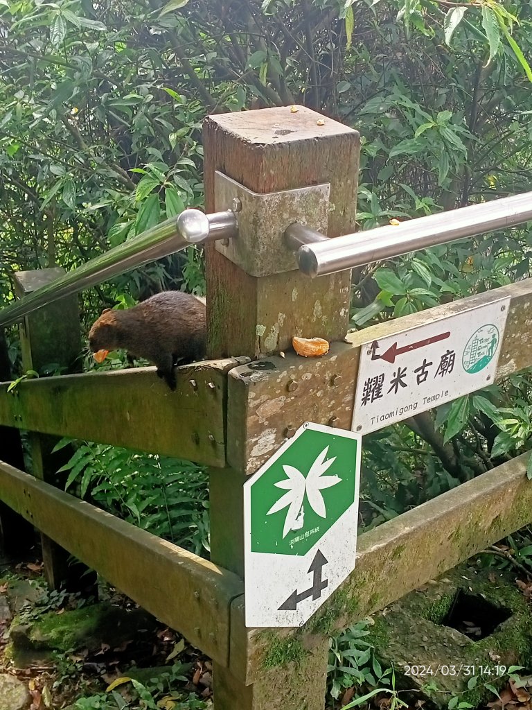 【臺北大縱走 6】中華科大→捷運麟光站、【小百岳集起來】#013 南港山 H375m_2470622