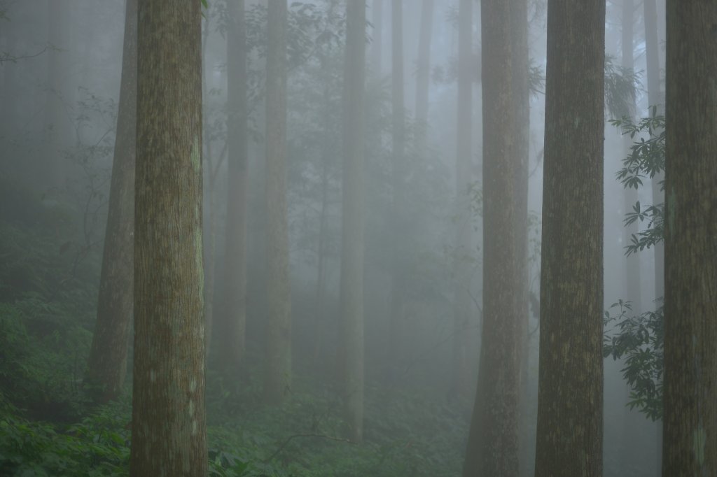 向天湖山步道 (大 O：含三角湖山、光天高山)_2664936