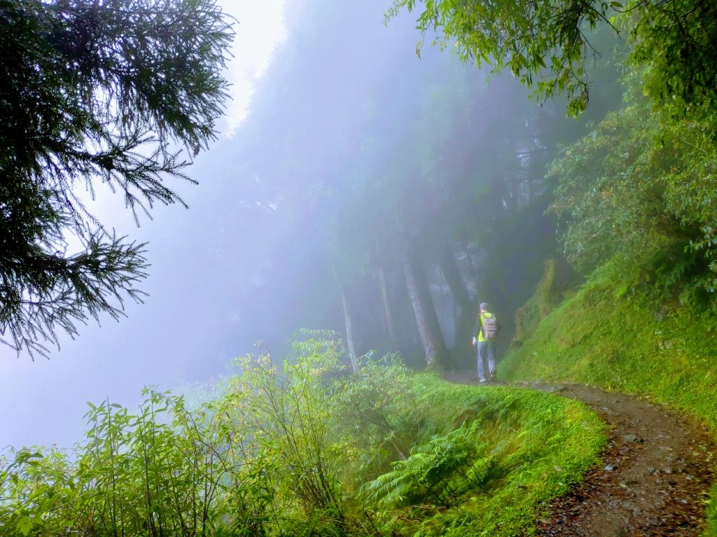 【新竹】觀霧迷幻森林：檜山巨木群步道_1111879
