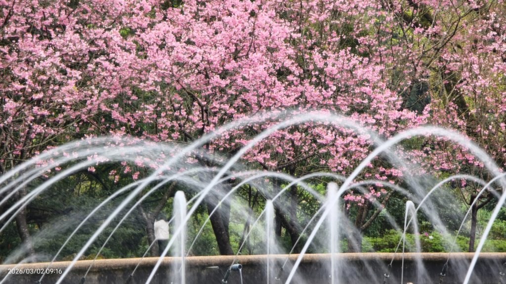 追花是簡單的快樂，賞花是恬淡的幸褔 3/2&7_3008826