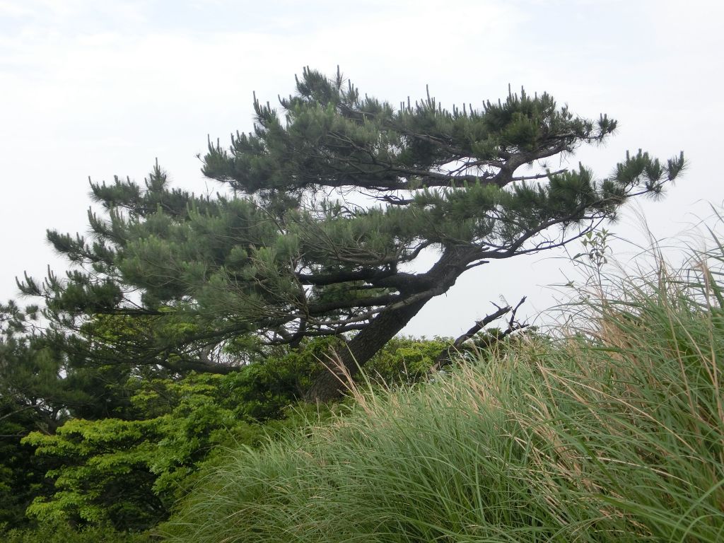 面天山．向天山．向天池_316017