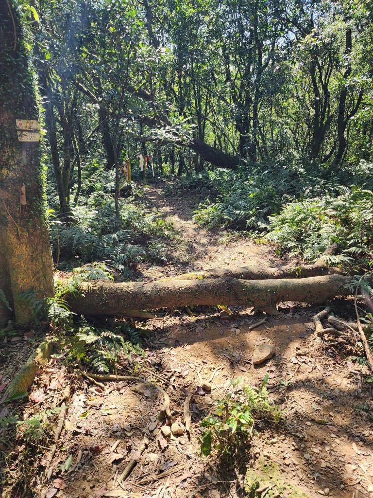 20250322-姜子寮山_2739988