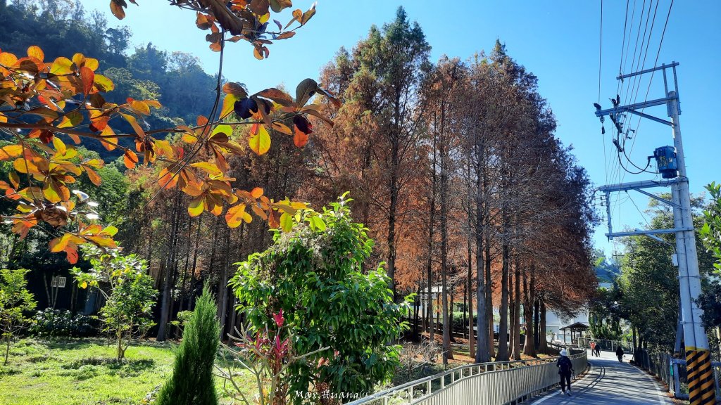 《台中》落雨松季｜石岡挑物古道O繞下情人木橋20250112_2687600
