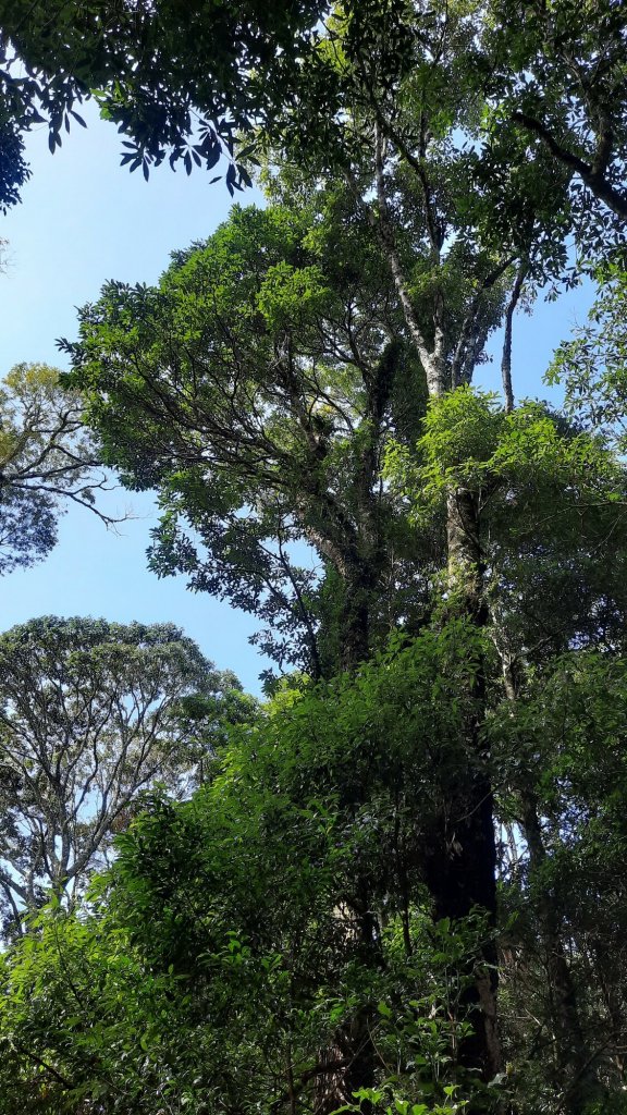 《新竹》幸福雲海｜鵝公髻山步道X山上人家20221105_1900142