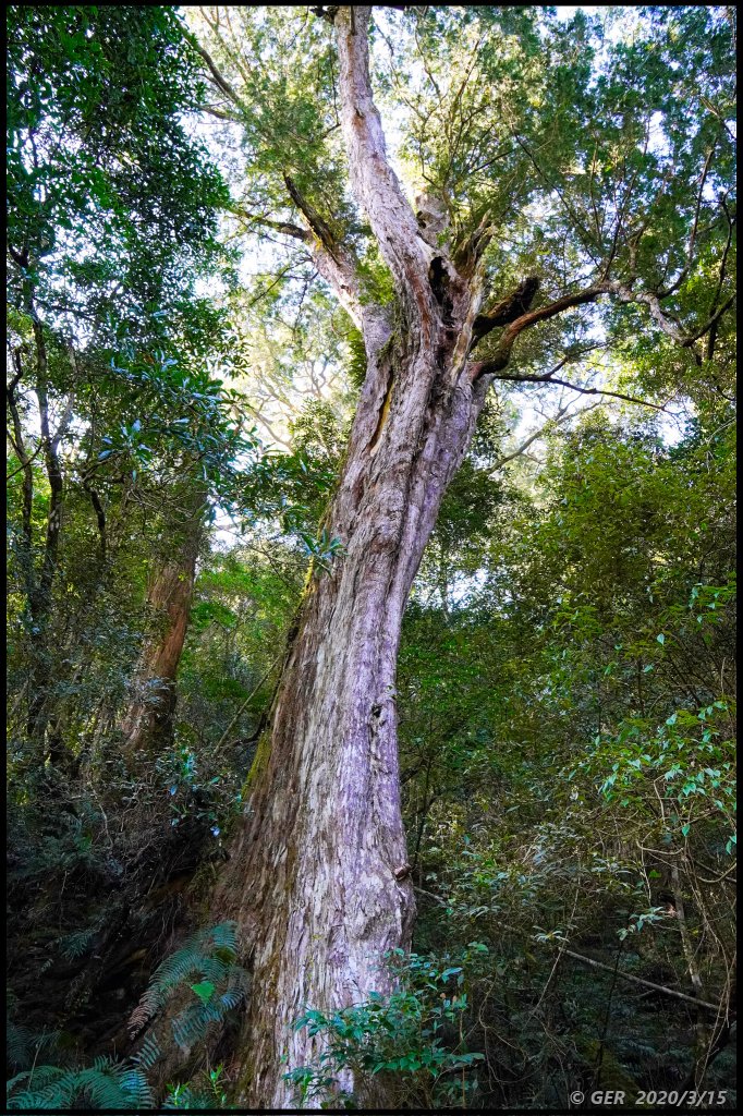 全台最大的紅檜森林 ~ 拉拉山巨木群_885525