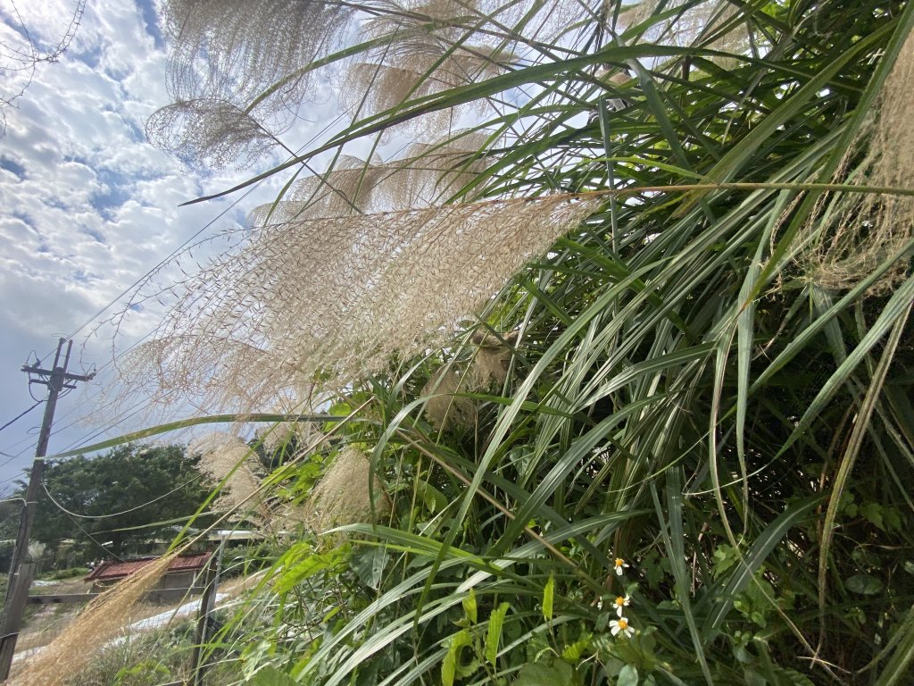 2021.12.31 臺北大縱走第四段_1636235