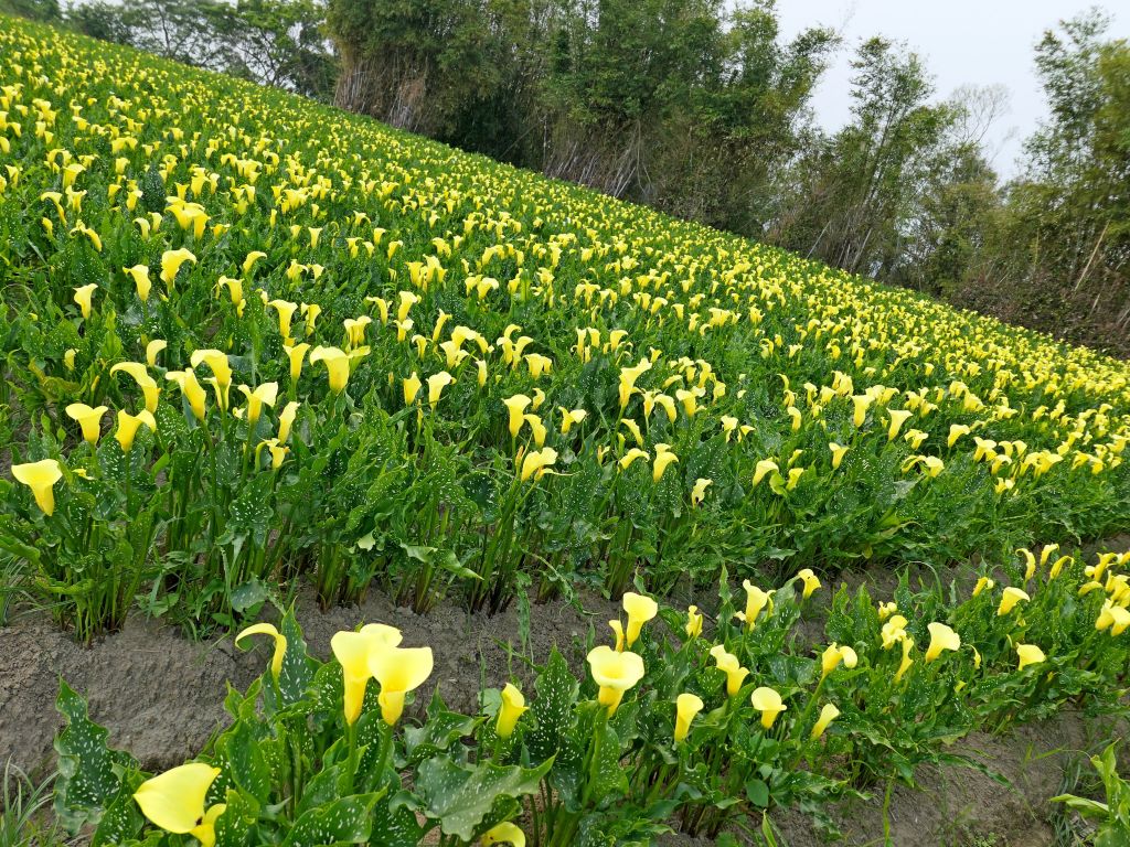 外埔黃色海芋田   2018/03/25_301566