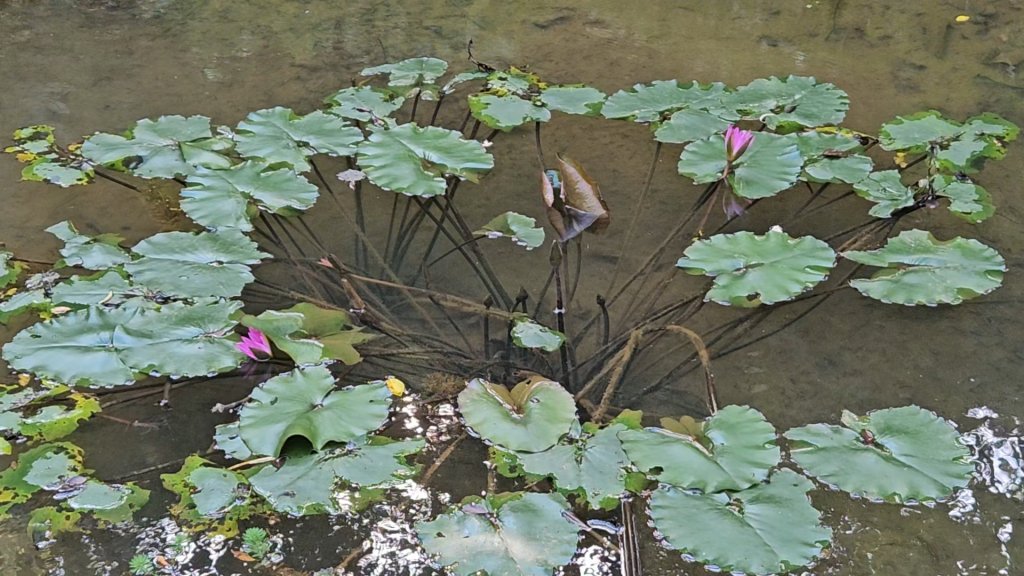 20251215林口森林步道+太平嶺海濱步道_2969362