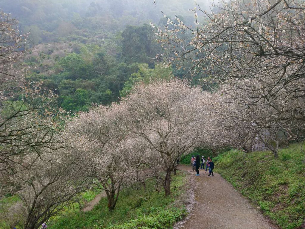 九份二山賞梅 登三角點(小百岳047)封面圖