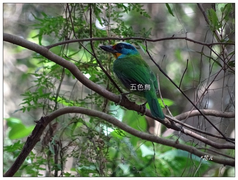 茄苳更山(苗栗/銅鑼)_1535185