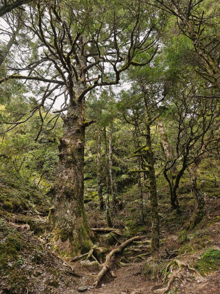 小奇萊步道-(南投)臺灣百大必訪步道_2795662