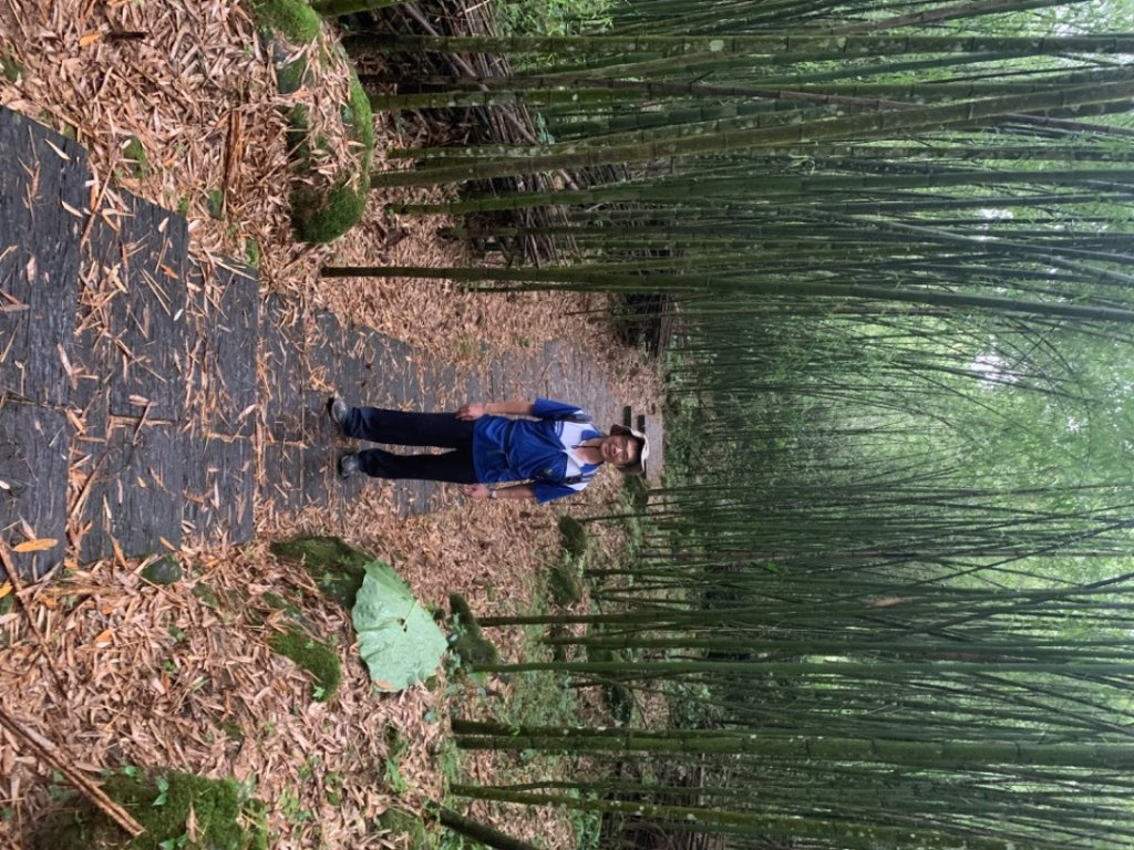 阿里山迷糊步道_1029006