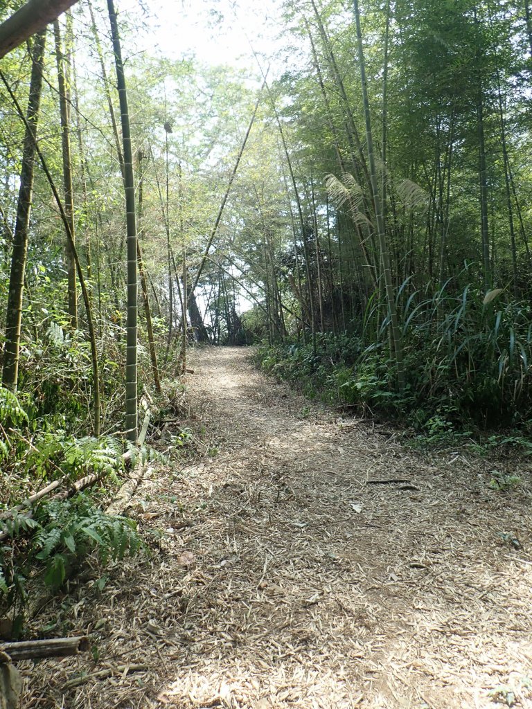 小百岳#50_集集大山輕鬆走~_1324415