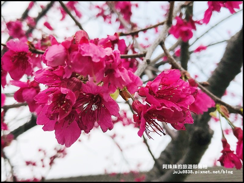 十一份觀光文化園區。石管局宿舍群賞群賞櫻_871981