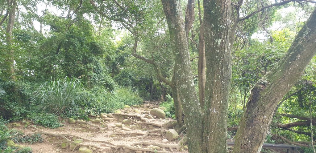 飛鳳山 觀日坪古道_1752073