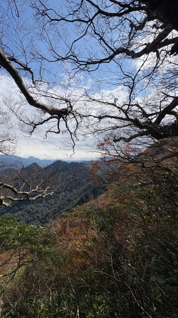 山毛櫸的「最後一舞」_2955340