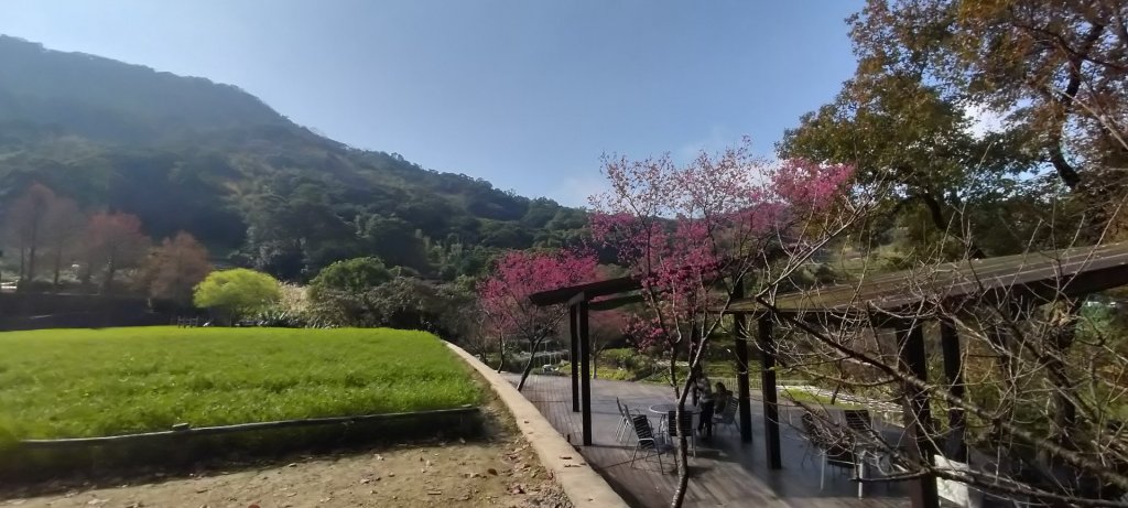 貓空樟樹步道封面圖