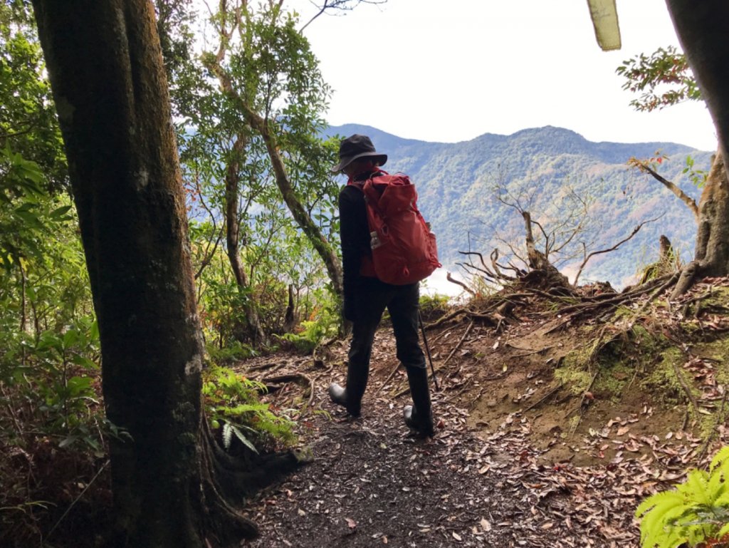 水雲之鳳 上島山_491350