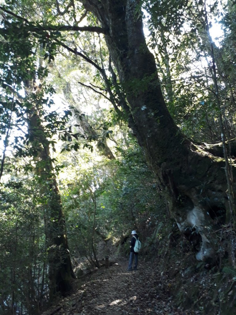 台中鞍馬山船型山蹤走20191124_748513