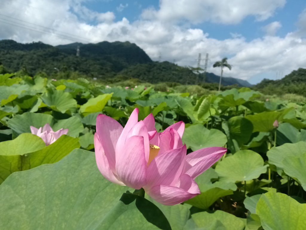 雙溪區彎穹夏日荷影_2806548