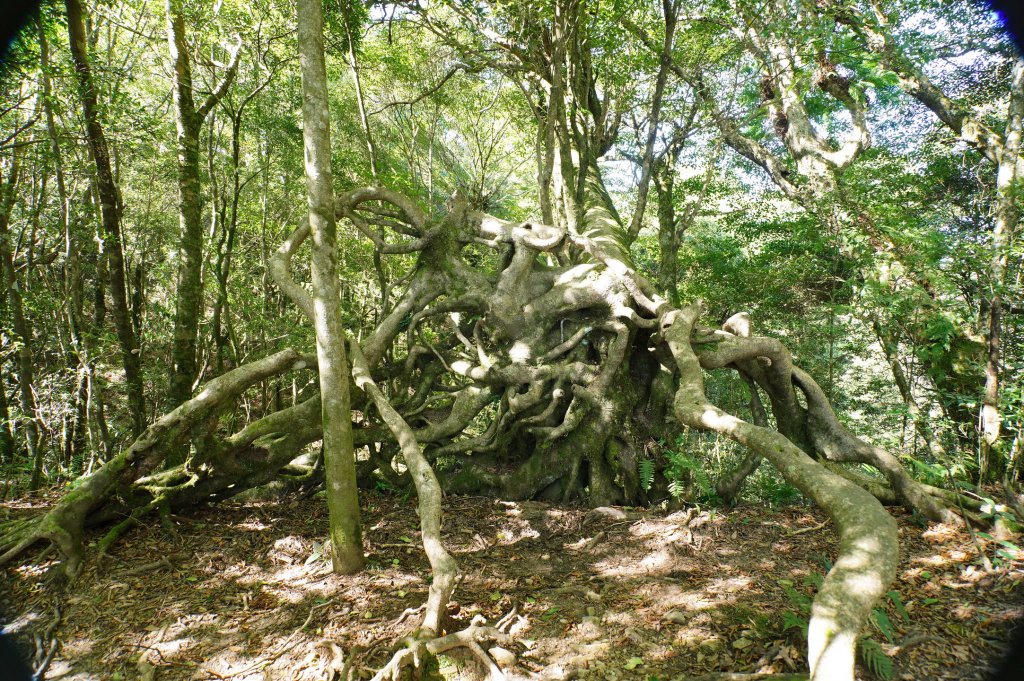 新竹 尖石 內鳥嘴山_2899175