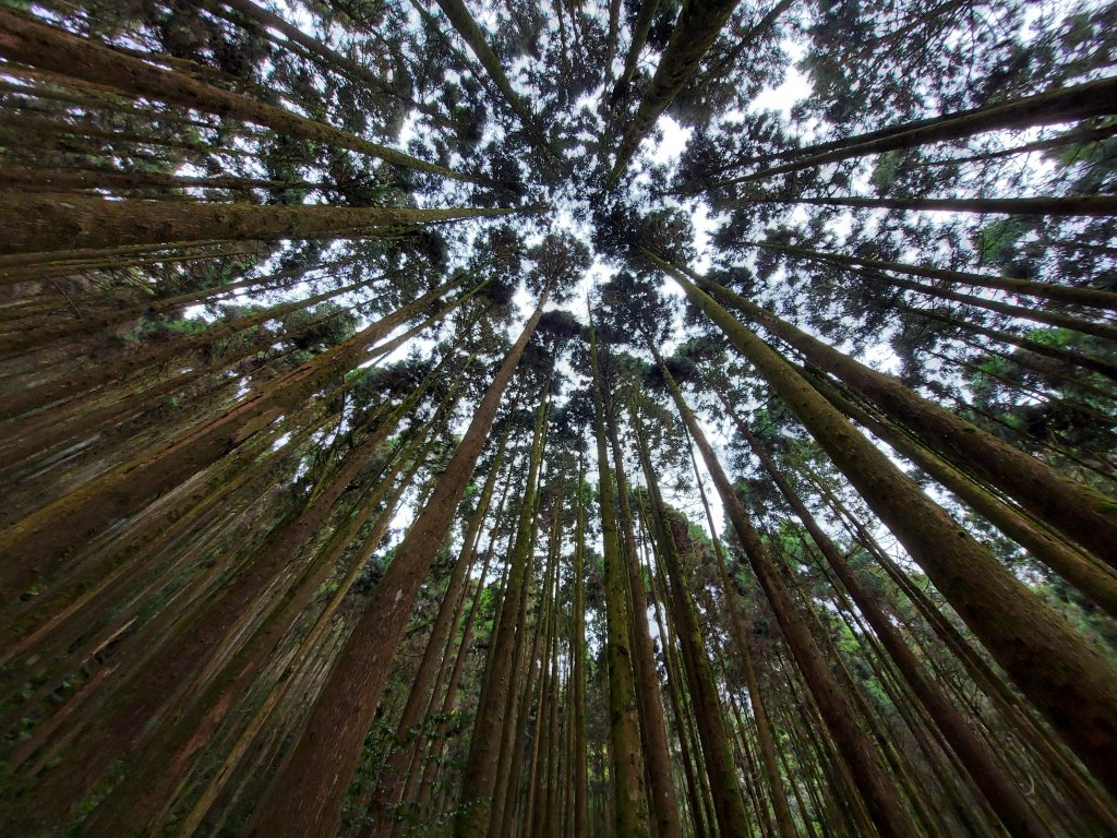 橫嶺山步道走走封面圖