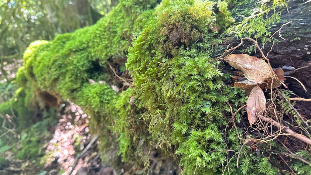 佐米縱走_2873407