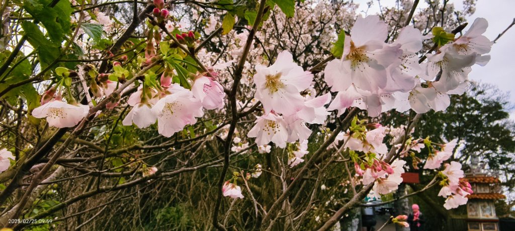 追花是簡單的快樂，賞花是恬淡的幸褔 2/25_2720099