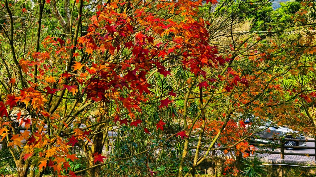 #花卉試驗中心 #永公路500巷 #平菁街42巷 #原住民公園 #士林官邸 1/4_2980389