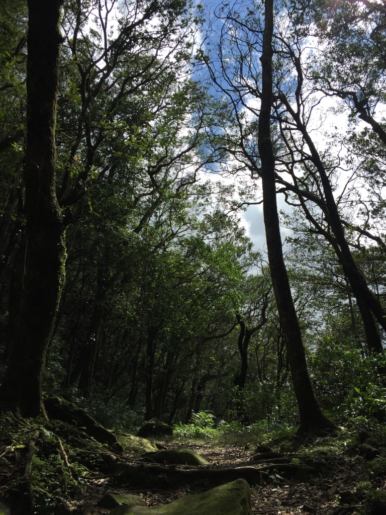 東眼山森林遊樂區_63811