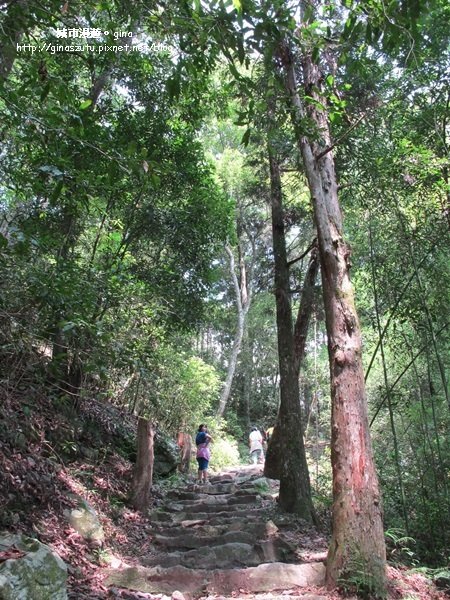 【台中。和平】 與大自然深呼吸。八仙山國家森林遊樂區步道群_1427325