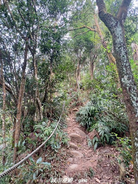 【苗栗銅鑼】健行賞花兩相宜。 銅鑼雙峰山x2023杭菊花季_2355255