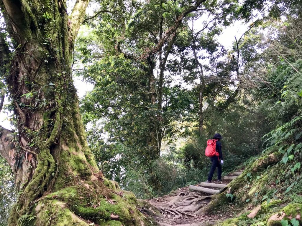 奮起湖大凍山環走_318394