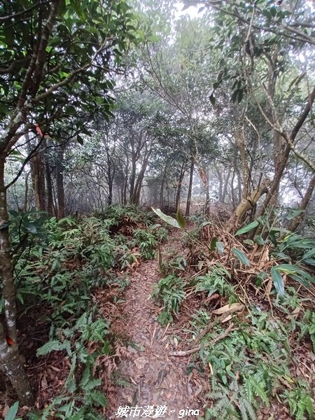 【苗栗銅鑼】健行賞花兩相宜。 銅鑼雙峰山x2023杭菊花季_2355248