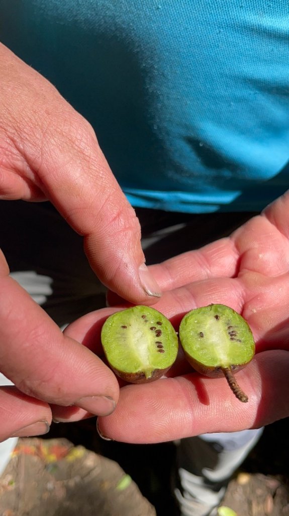 白金縱走石厝山_2936577