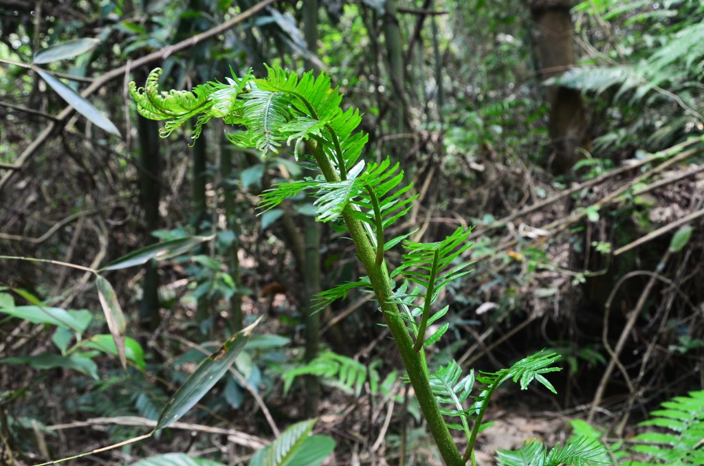 龍船山【龍船子山】_1703926