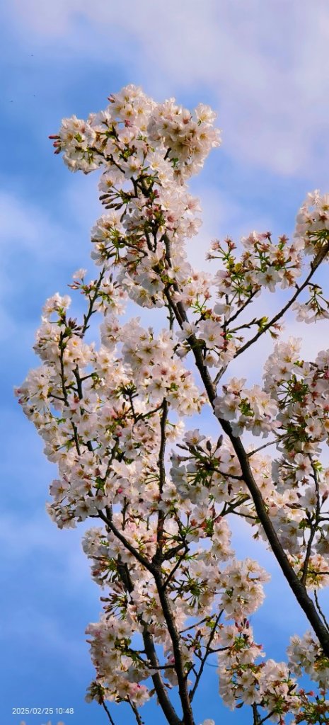 追花是簡單的快樂，賞花是恬淡的幸褔 2/25_2720141