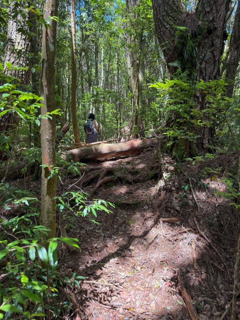 鹿屈山-杉林溪賞花趣_2816469